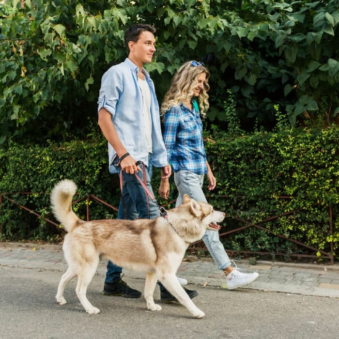 Young stylish couple walking with dog in street Young stylish couple walking with dog in street