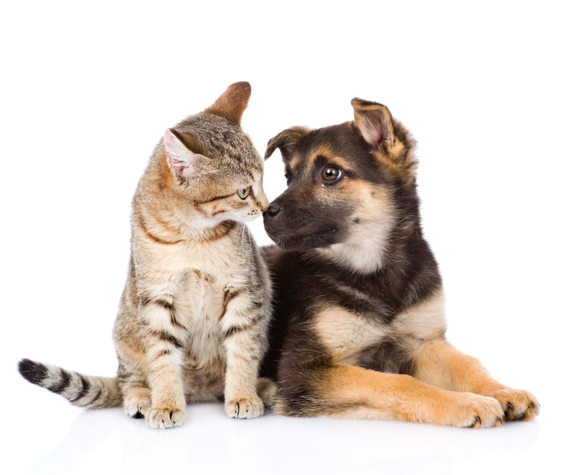 Dog and cat looking at each other. isolated on white background Young stylish couple walking with dog in street