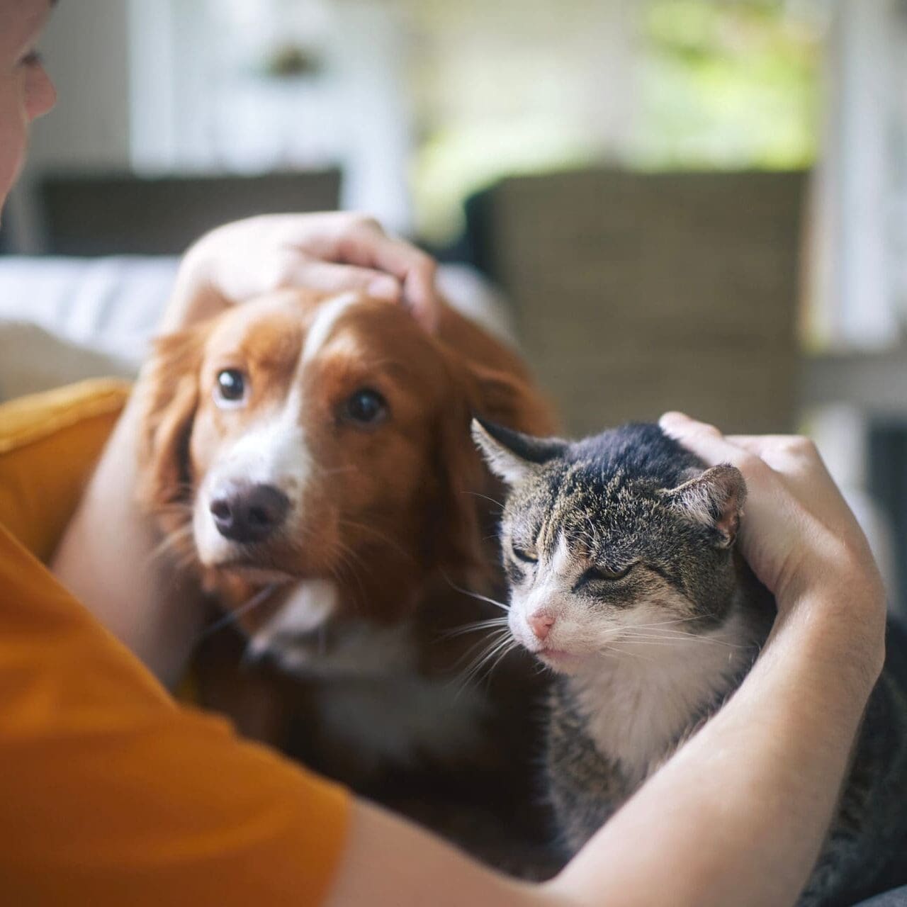 Pet owner stroking his old cat and dog together Washing pet dog at home