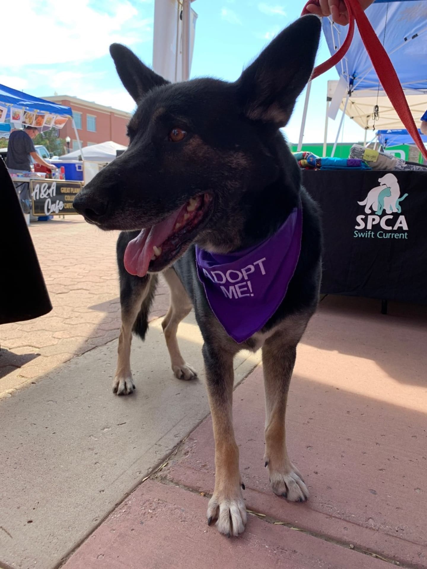 Adoptable dog wearing purple bandana at Swift Current SPCA radiothon Adoptable dog wearing purple bandana at Swift Current SPCA radiothon