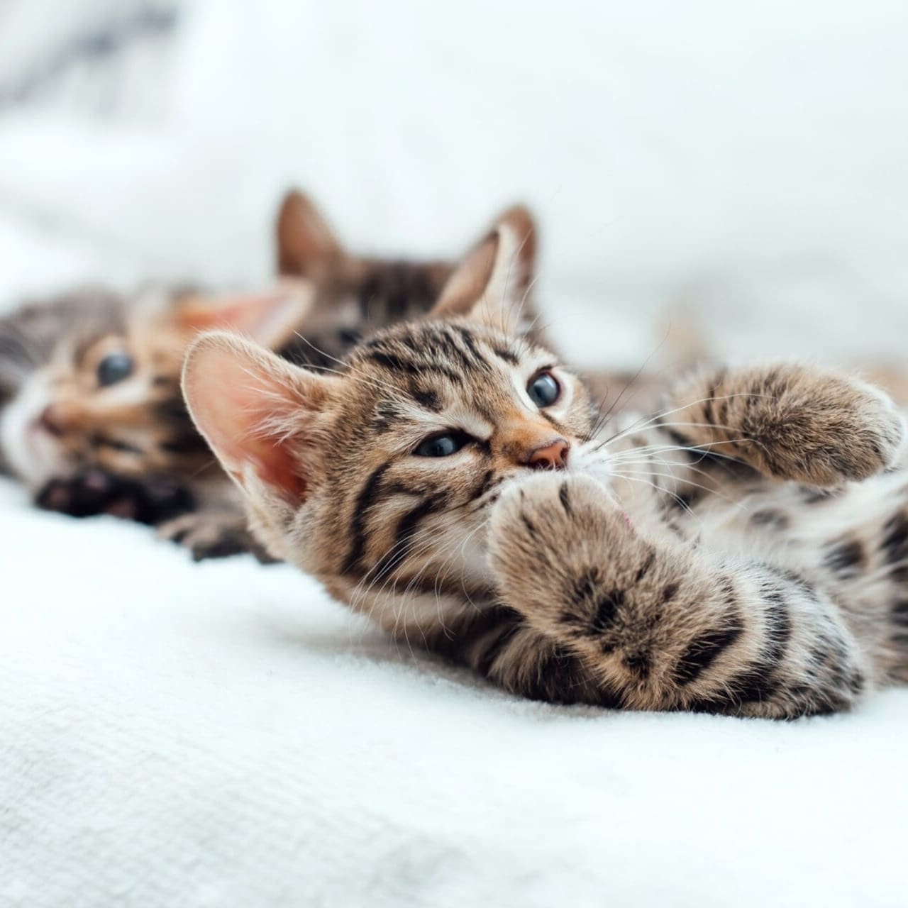 Little bengal kittens on a white fury blanket Little bengal kittens on a white fury blanket