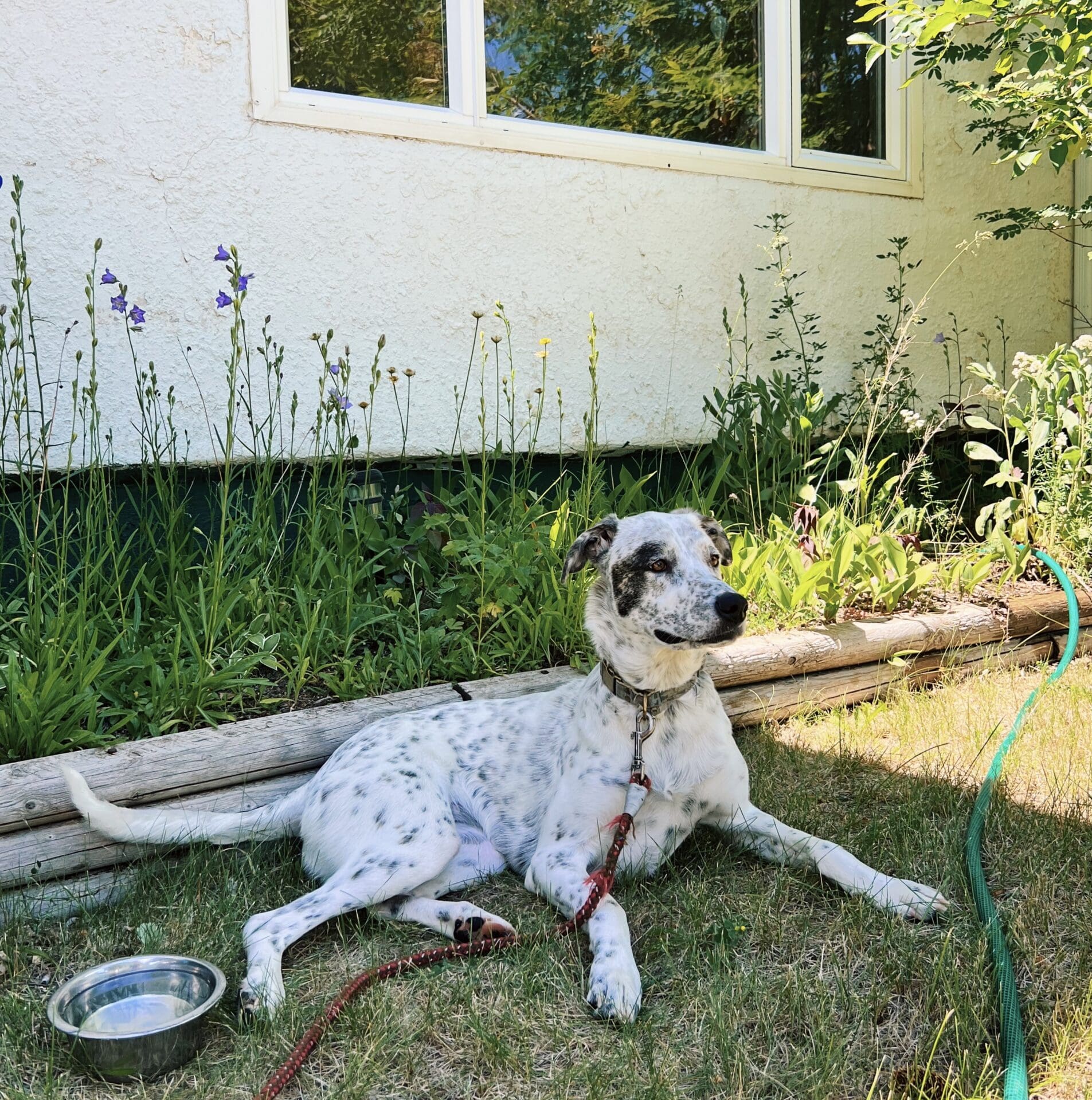 DNA my rescue dog Rescue dog lays by a flower garden in the shade.